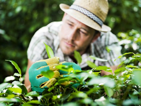 Seasonal lawn care in a Harrow garden
